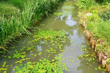 Photo of a small river with lotus leaves in the wild