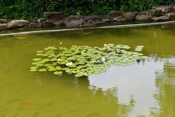 Photo Some Lotus Flowers Pond — Fotografia de Stock