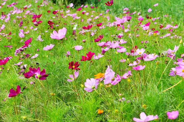 Fotografie Květin Volné Přírodě Které Mohou Být Použity Jako Pozadí — Stock fotografie