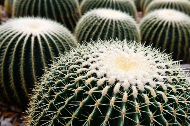 Bahçedeki dev bir kaktüsün fotoğrafı.