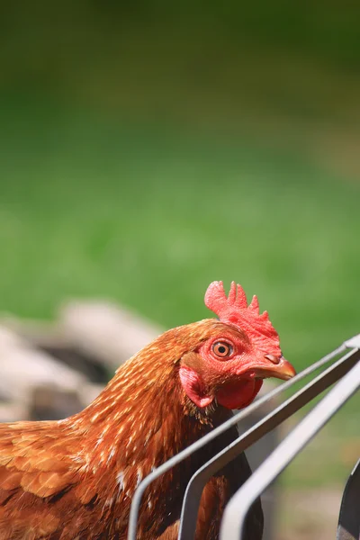 Brown Hen Drinking — Stock Photo, Image