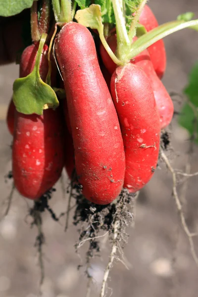 Bunch of Radish — Stock Photo, Image