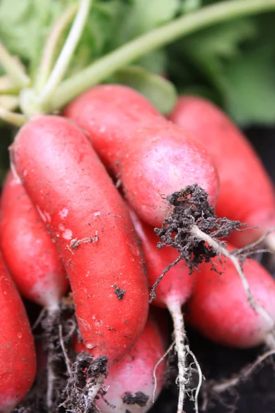 Fresh Radish — Stock Photo, Image