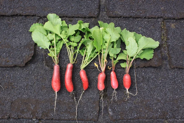 Row of Radish — Stock Photo, Image