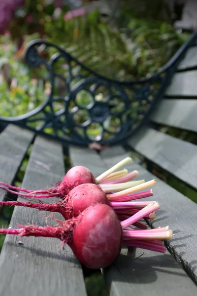 Harvested Beetroot — Stock Photo, Image