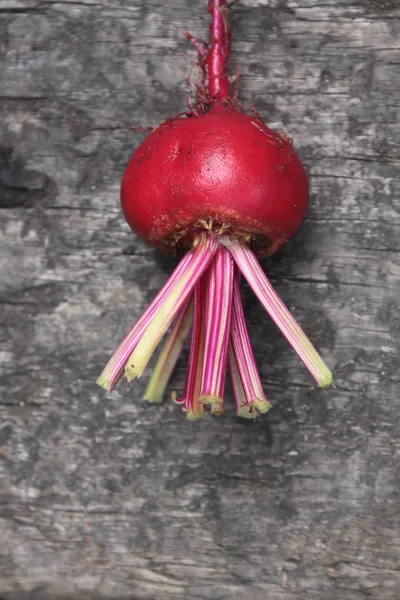 Single Beet — Stock Photo, Image