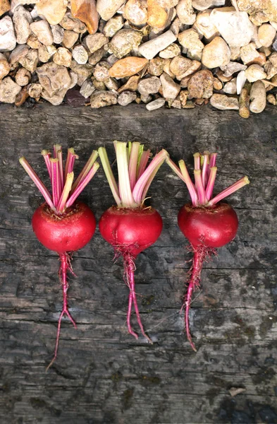 Beets in a line — Stock Photo, Image