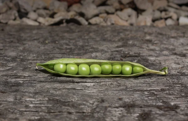 Pea Pod — Stock Photo, Image