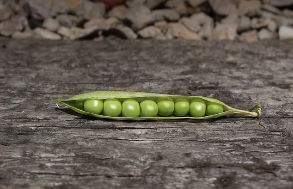 エンドウ豆の鞘 ロイヤリティフリーのストック写真