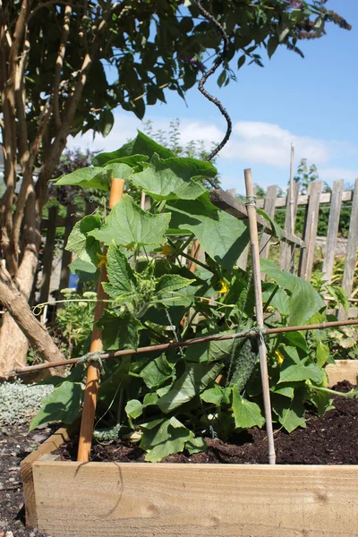 Pepino — Foto de Stock