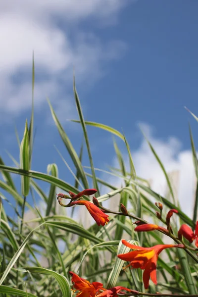 Iris naranja pequeño —  Fotos de Stock