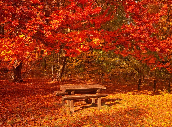 Table dans la forêt — Photo