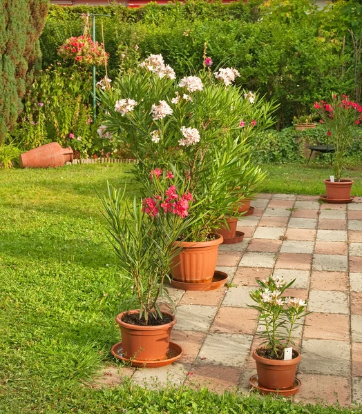 Schöner Oleander — Stockfoto