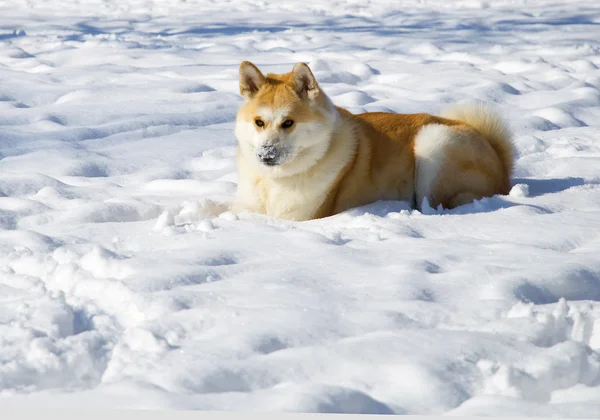 Mooi akita hond in de winter — Stockfoto