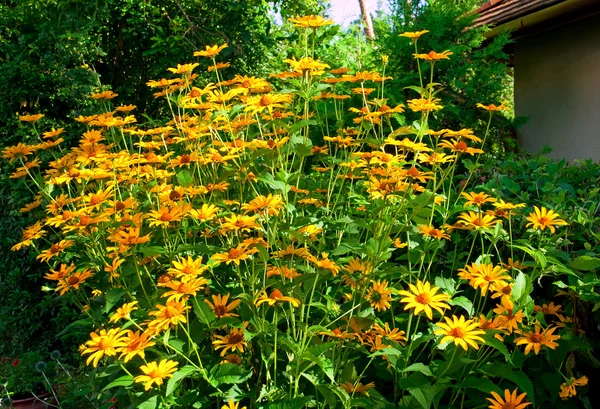 Bahçede çiçek Rudbeckia — Stok fotoğraf