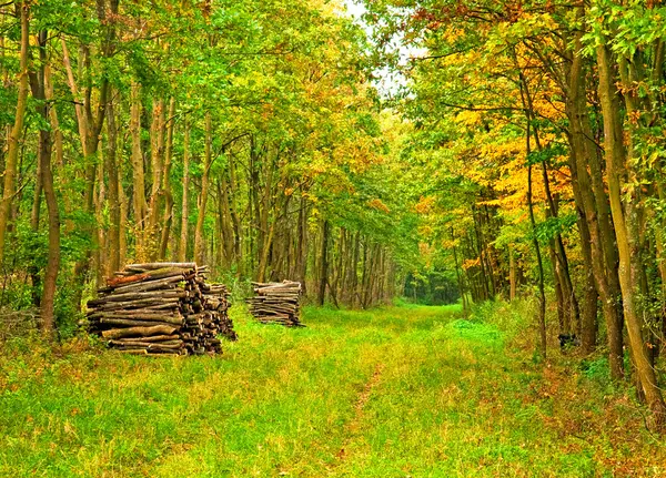 Gångväg i skogen — Stockfoto