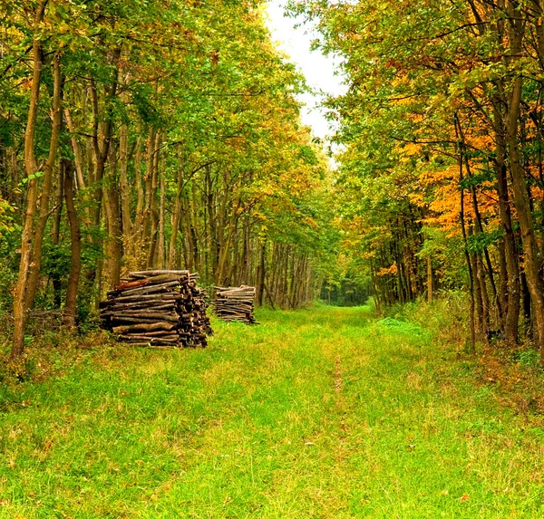 Gångväg i skogen — Stockfoto