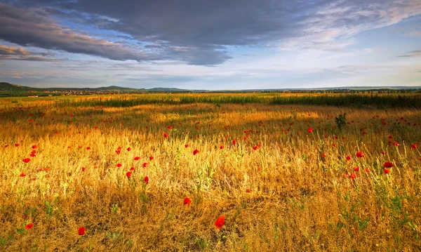 Poppy field — Stock Photo, Image