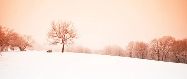 Winter scene — Stock Photo, Image