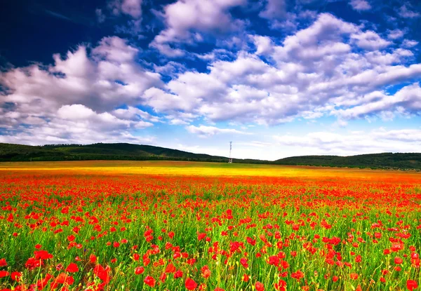 Poppy field — Stock Photo, Image