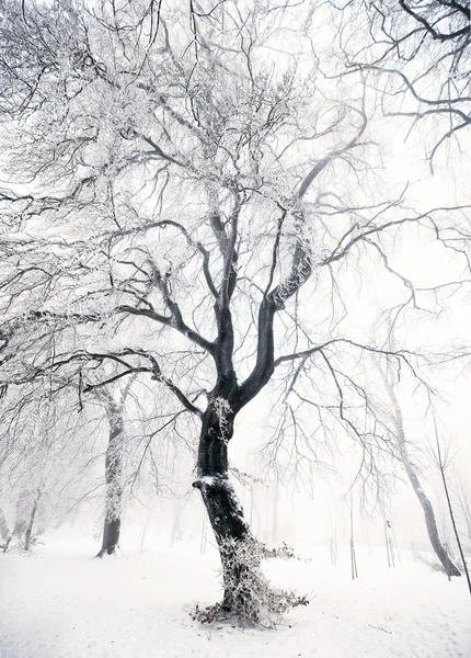 Arbre dans la forêt d'hiver — Photo