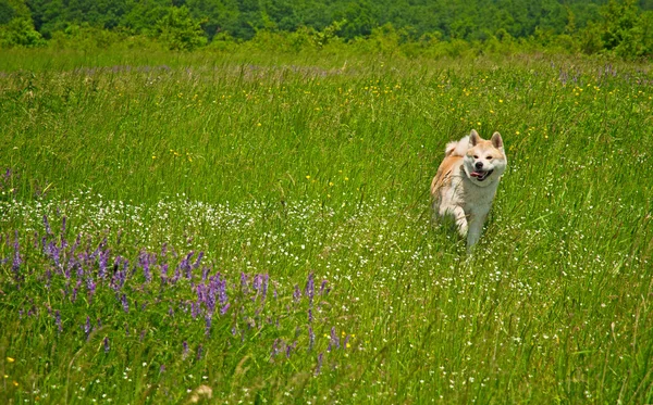 Хорошая собака акита в лесу — стоковое фото