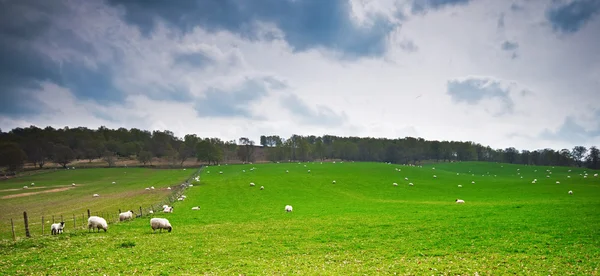 Sheep herd grazing — Stock Photo, Image