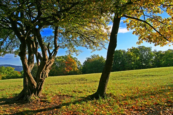 Paisaje de otoño en el parque — Foto de Stock