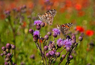 thistle çiçek tavus kelebeği