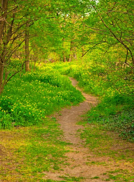 Väg med blommor — Stockfoto