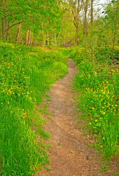 Pathway with flowers — Stock Photo, Image