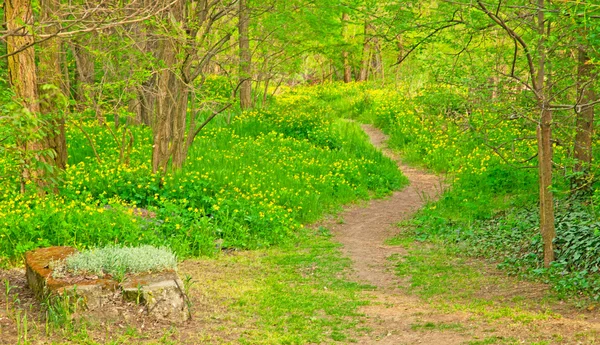 Väg med blommor — Stockfoto