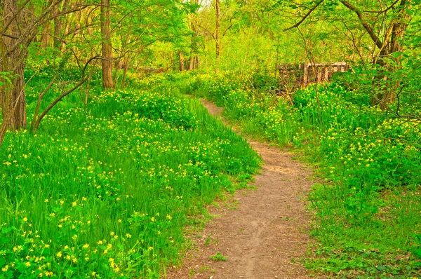 Pathway with flowers — Stock Photo, Image