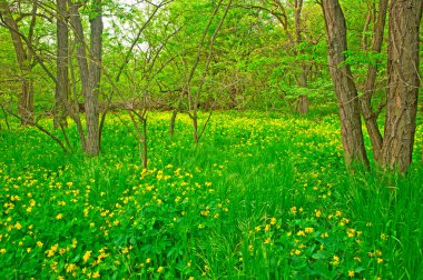 Yolu ormandaki çiçekli