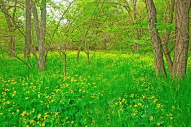 Yolu ormandaki çiçekli