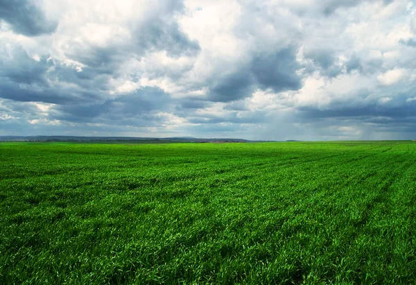 Pradera — Foto de Stock