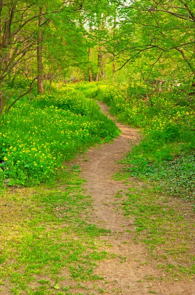 Pathway with flowers — Stock Photo, Image