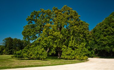 Parktaki büyük ağaç.