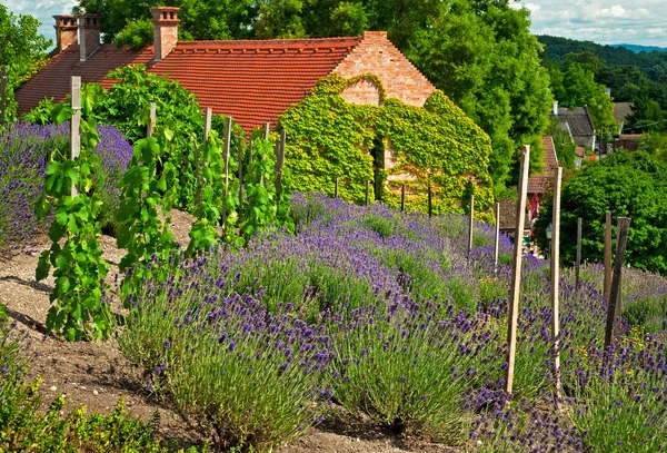 Lavanda — Foto de Stock