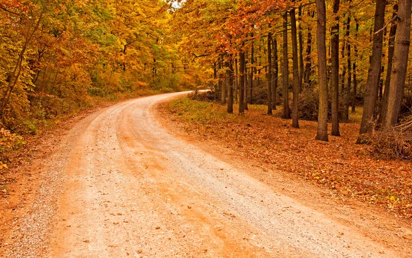 Caminho na floresta — Fotografia de Stock