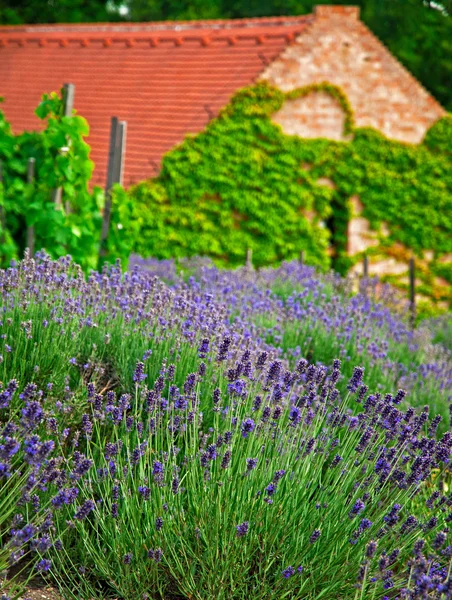 Lavanda e casa — Fotografia de Stock