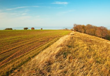 ağaçlarda sonbaharda alanıyla