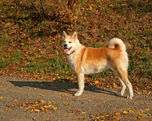 güzel genç akita köpek