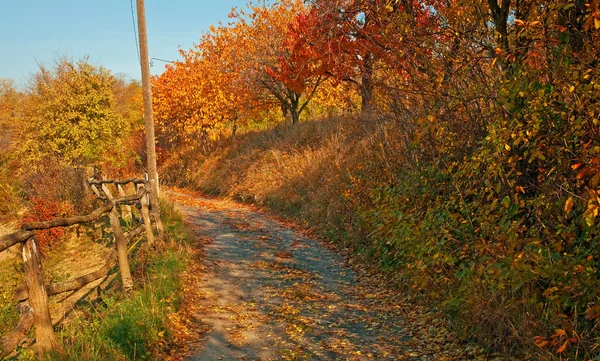 Väg i skogen — Stockfoto