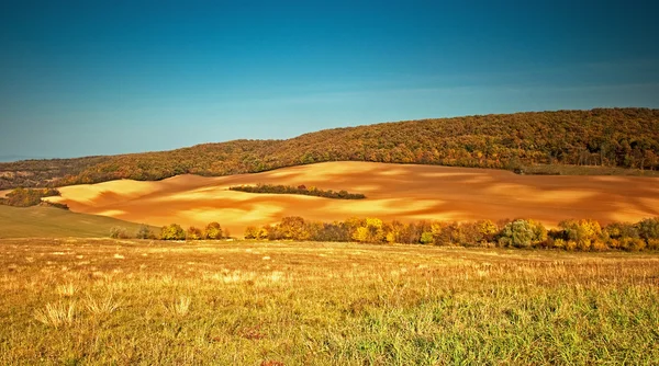 Veld met boom in de herfst — Stockfoto