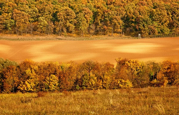 Pole s strom na podzim — Stock fotografie