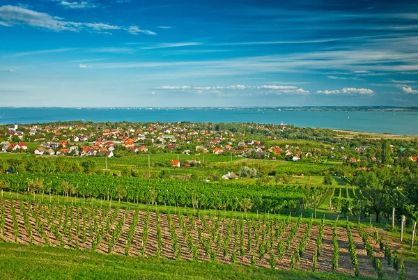 Szép vineyard, Magyarország — Stock Fotó