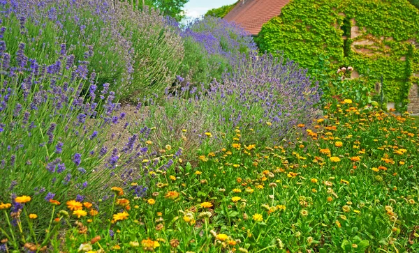 Lavanda —  Fotos de Stock