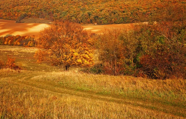 Pole z drzewa jesienią — Zdjęcie stockowe