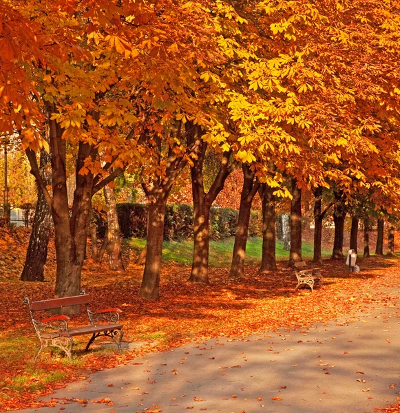 Sentiero nella foresta — Foto Stock